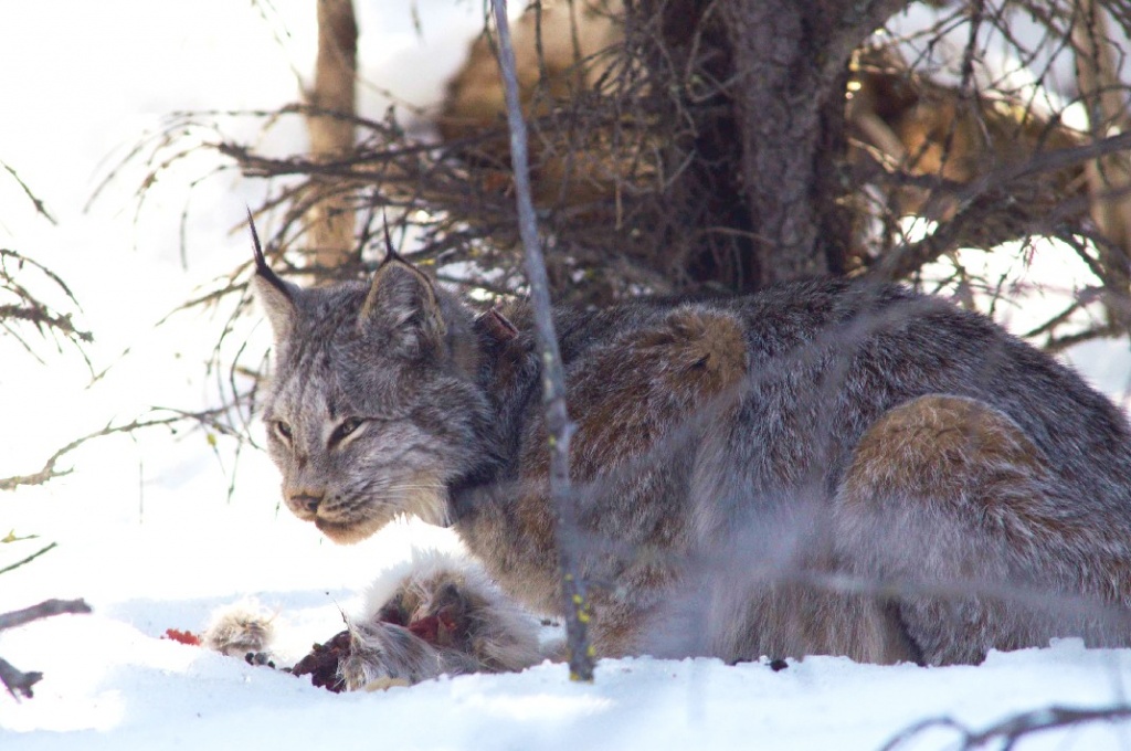 lynx.jpg lynx.jpg